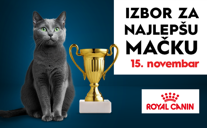 🐾 IZBOR ZA NAJLEPŠU MAČKU Beograda, 15. novembar, 13-15h 🐾